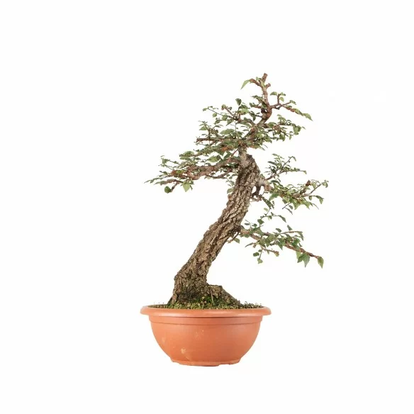 Ulmus minor - B6721