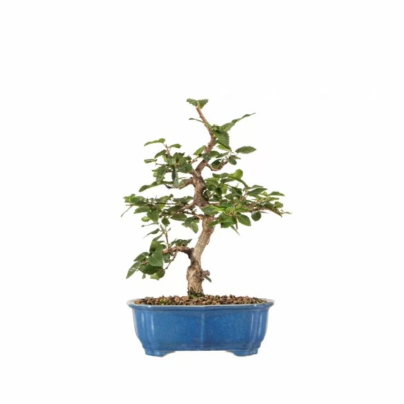 Carpinus turczaninowii - B6724