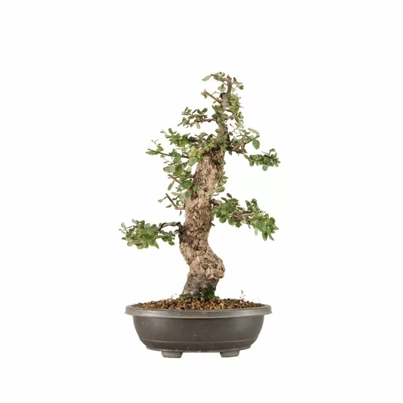 Quercus suber - B6727