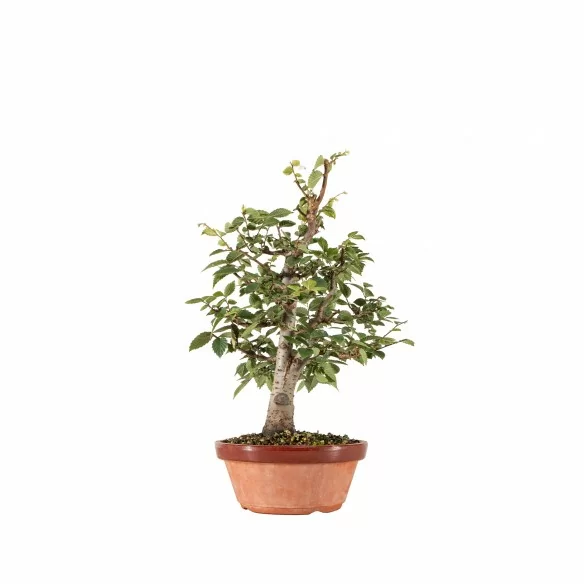 Zelkova serrata - B6728