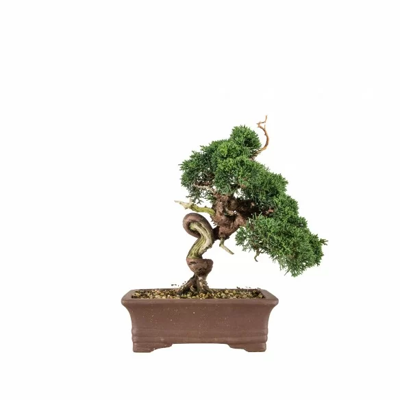 Juniperus Kishu - B6748