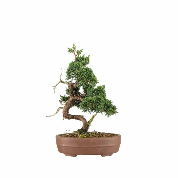 Juniperus Kishu - B6749