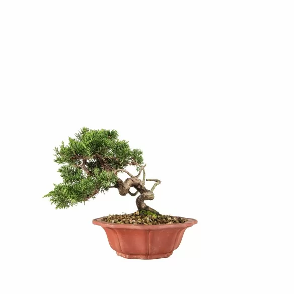 Juniperus itoigawa - B6750