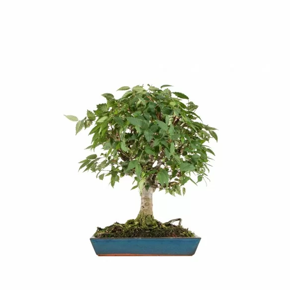 Zelkova serrata - B6761