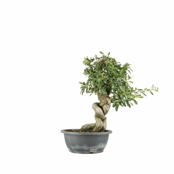 Pyracantha spp. - B6762