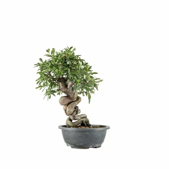 Pyracantha spp. - B6763
