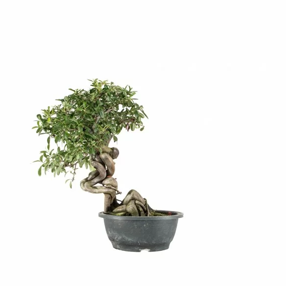 Pyracantha spp. - B6764