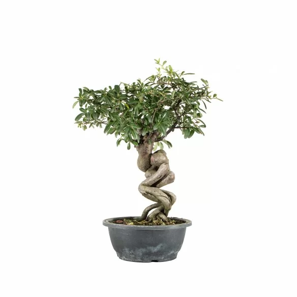 Pyracantha spp. - B6765
