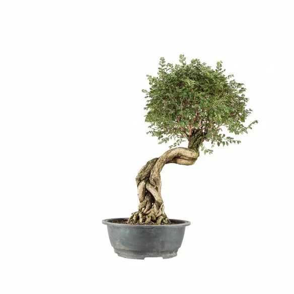 Ulmus parvifolia var. nire...