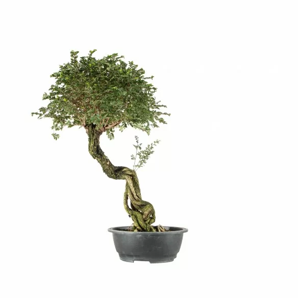 Ulmus parvifolia var. nire...