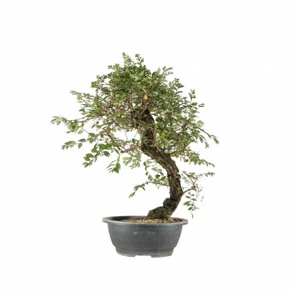Ulmus parvifolia var. nire...