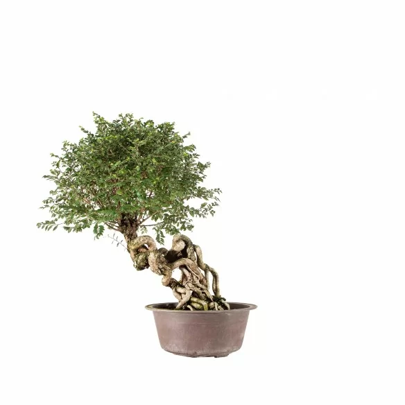 Ulmus parvifolia nire - B6769