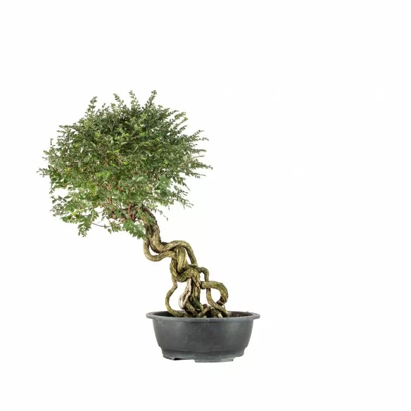 Ulmus parvifolia nire - B6770