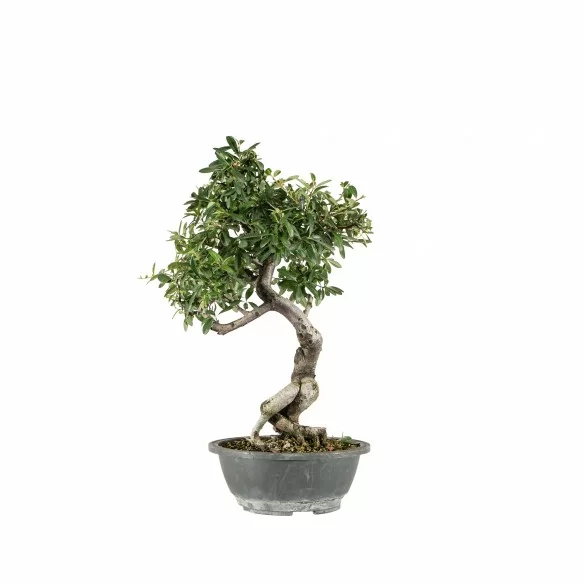 Pyracantha spp. - B6772