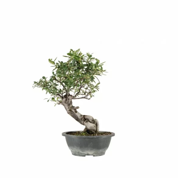 Pyracantha spp. - B6773