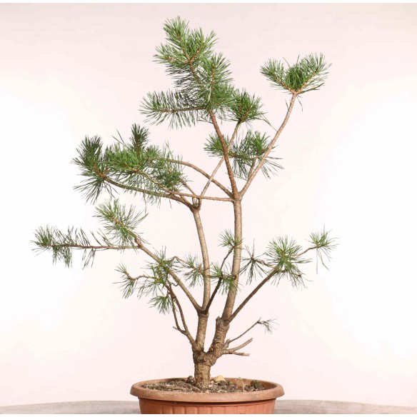 Pinus sylvestris - B1246