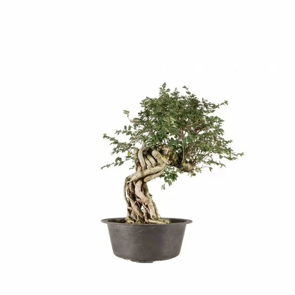 Ulmus parvifolia nire - B6774