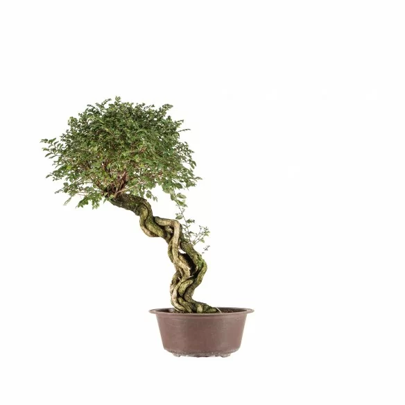 Ulmus parvifolia nire - B6775