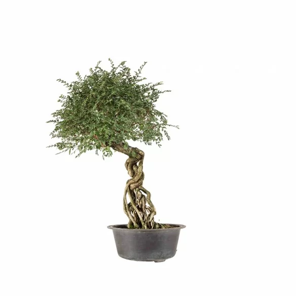 Ulmus parvifolia nire - B6776