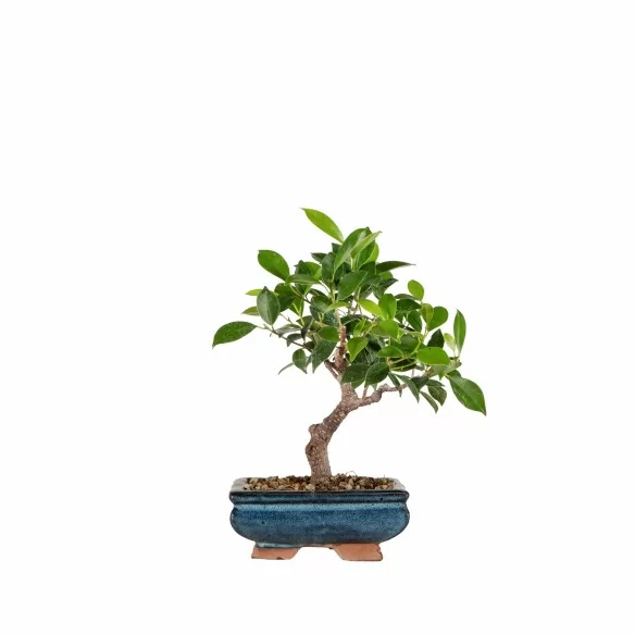 Ficus retusa - B6779