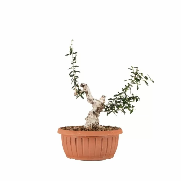Olea europea sylvestris -...