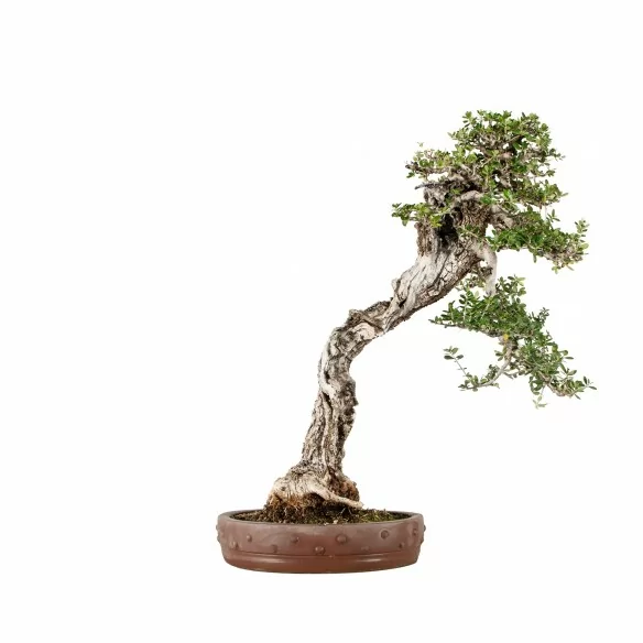 Olea europea sylvestris -...