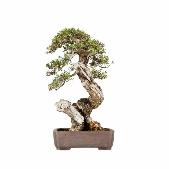 Olea europea sylvestris -...