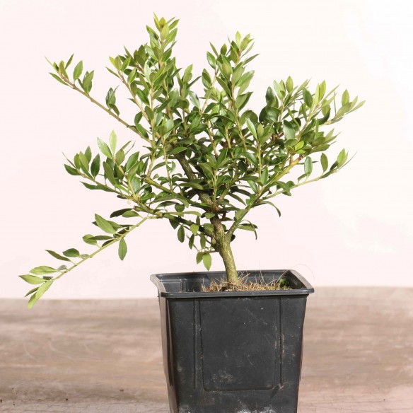 Ilex crenata