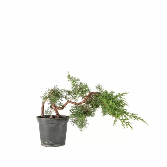 Juniperus itoigawa - B6784