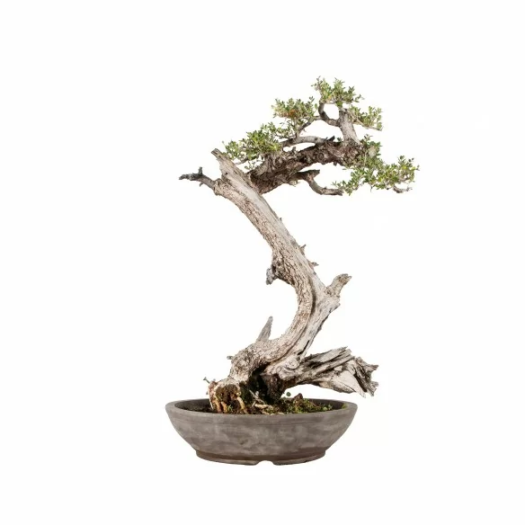 Olea europea sylvestris -...