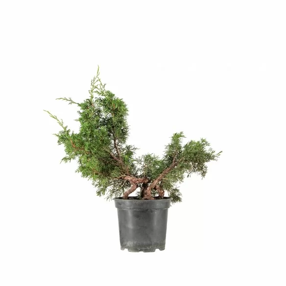 Juniperus itoigawa - B6786