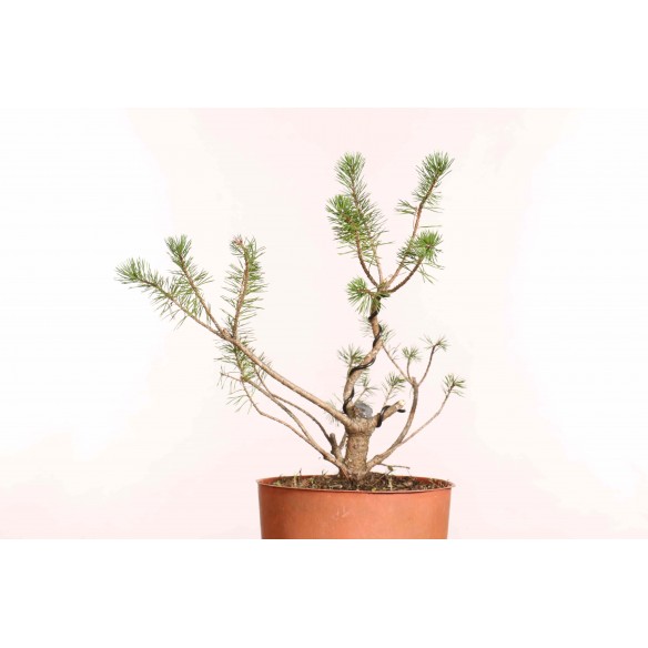 Pinus sylvestris - B1247