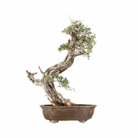 Olea europea sylvestris -...