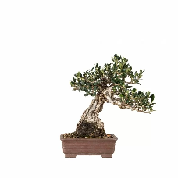 Olea europea sylvestris -...
