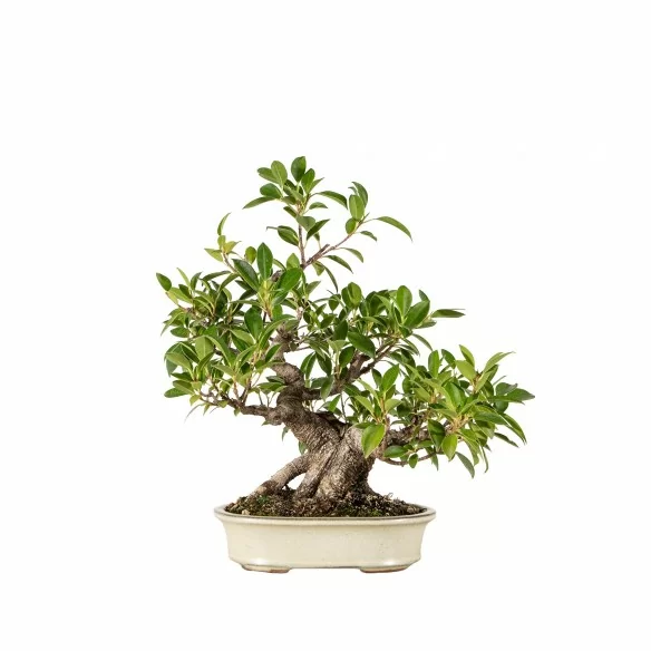 Ficus retusa - B6789