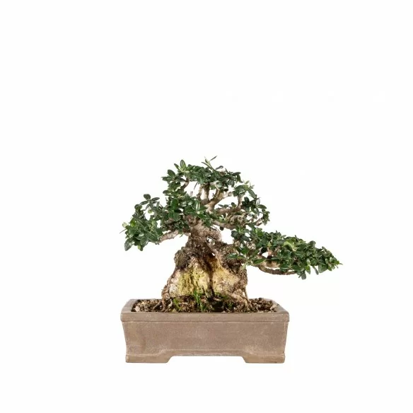 Olea europea sylvestris -...