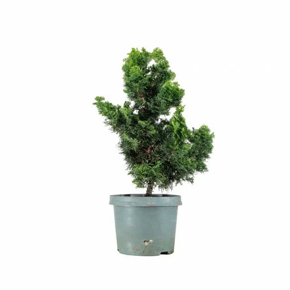 Chamaecyparis Hinoki - B6806