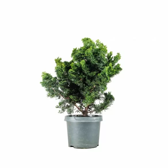 Chamaecyparis Hinoki - B6808