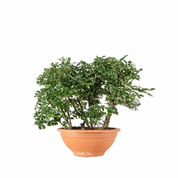 Ulmus spp. - B6814