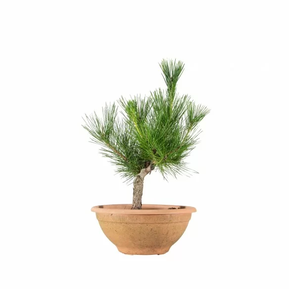 Pinus thunbergii - B6815