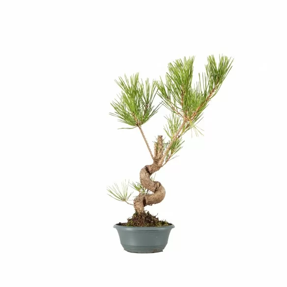 Pinus thunbergii - B6851