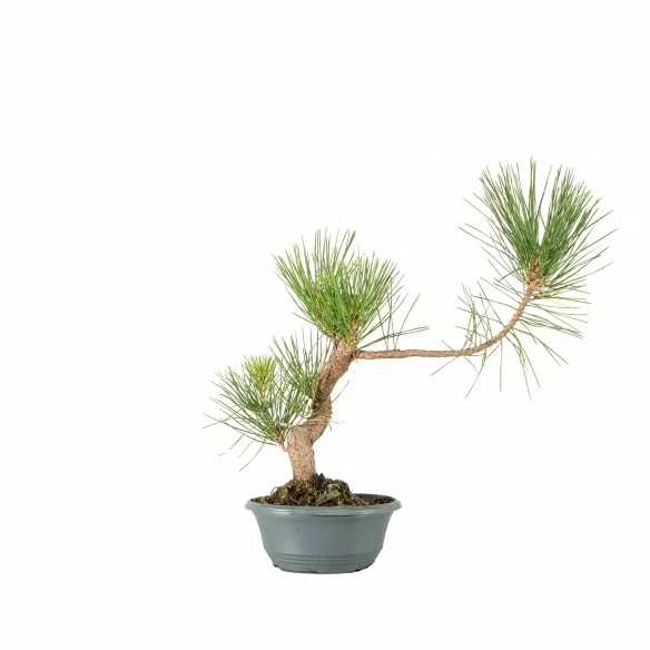 Pinus thunbergii - B6853