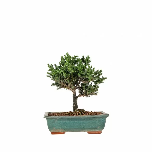 Cryptomeria japonica - B6854