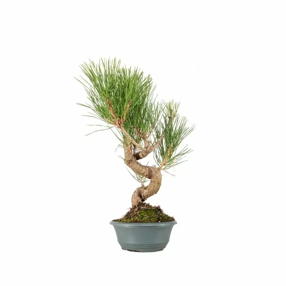 Pinus thunbergii - B6855