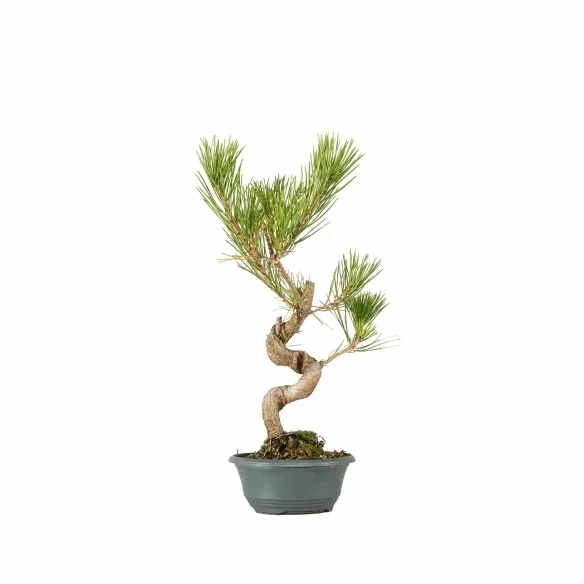 Pinus thunbergii - B6856