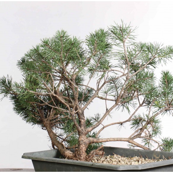 Pinus sylvestris - B1260