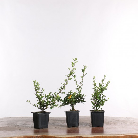 Pyracantha spp.