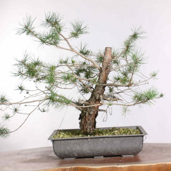 Pinus sylvestris - B1303