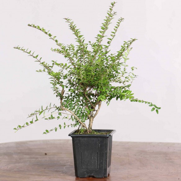 Lonicera nitida