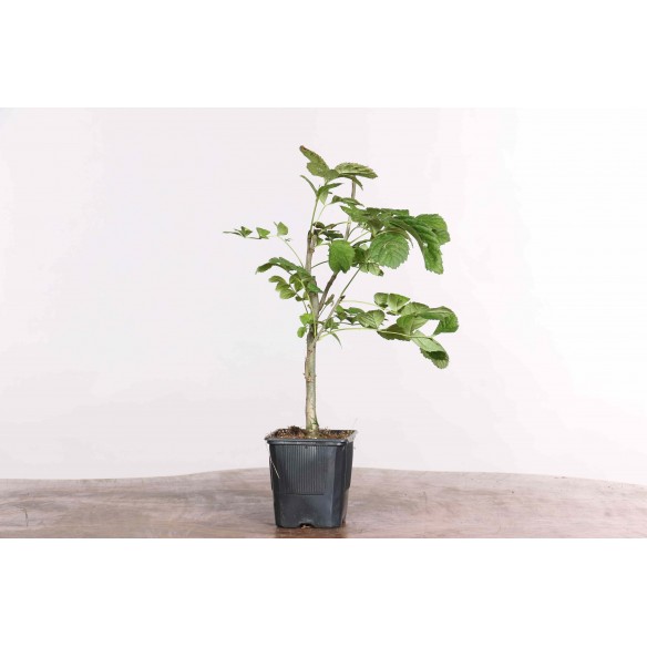 Fraxinus spp.